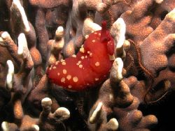 Hermit Crab, Alona Beach, Philippines. Taken using Nikon ... by Oliver Bonten 